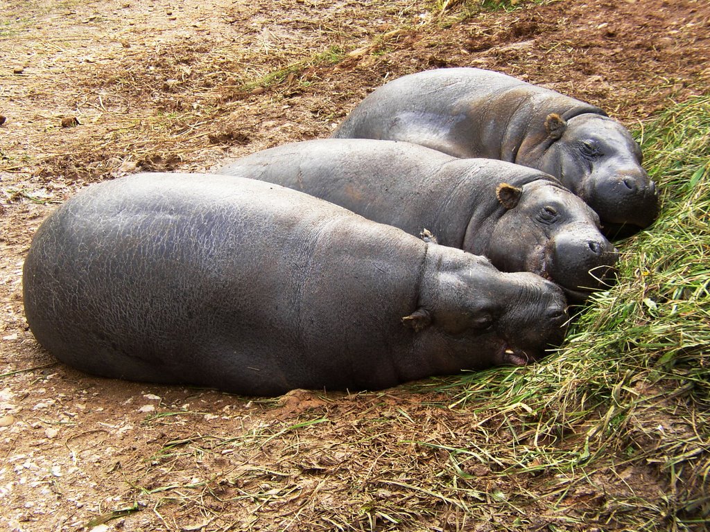 Pigmy hippos