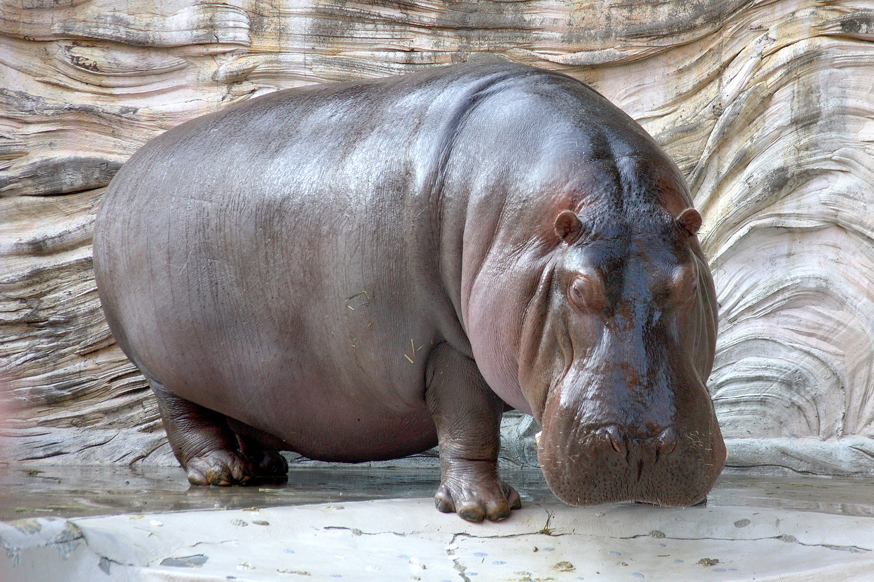 Hippo foto