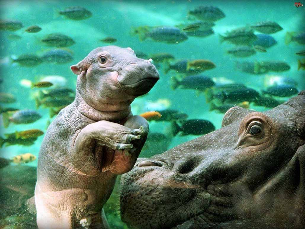 Hippo mladiček pod vodo