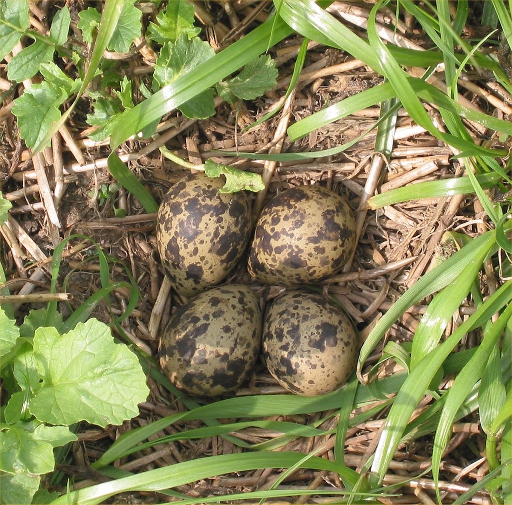 Яйця чибиса в гнізді