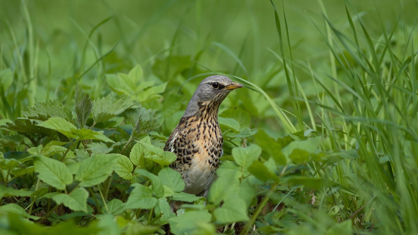 Crake in the grass