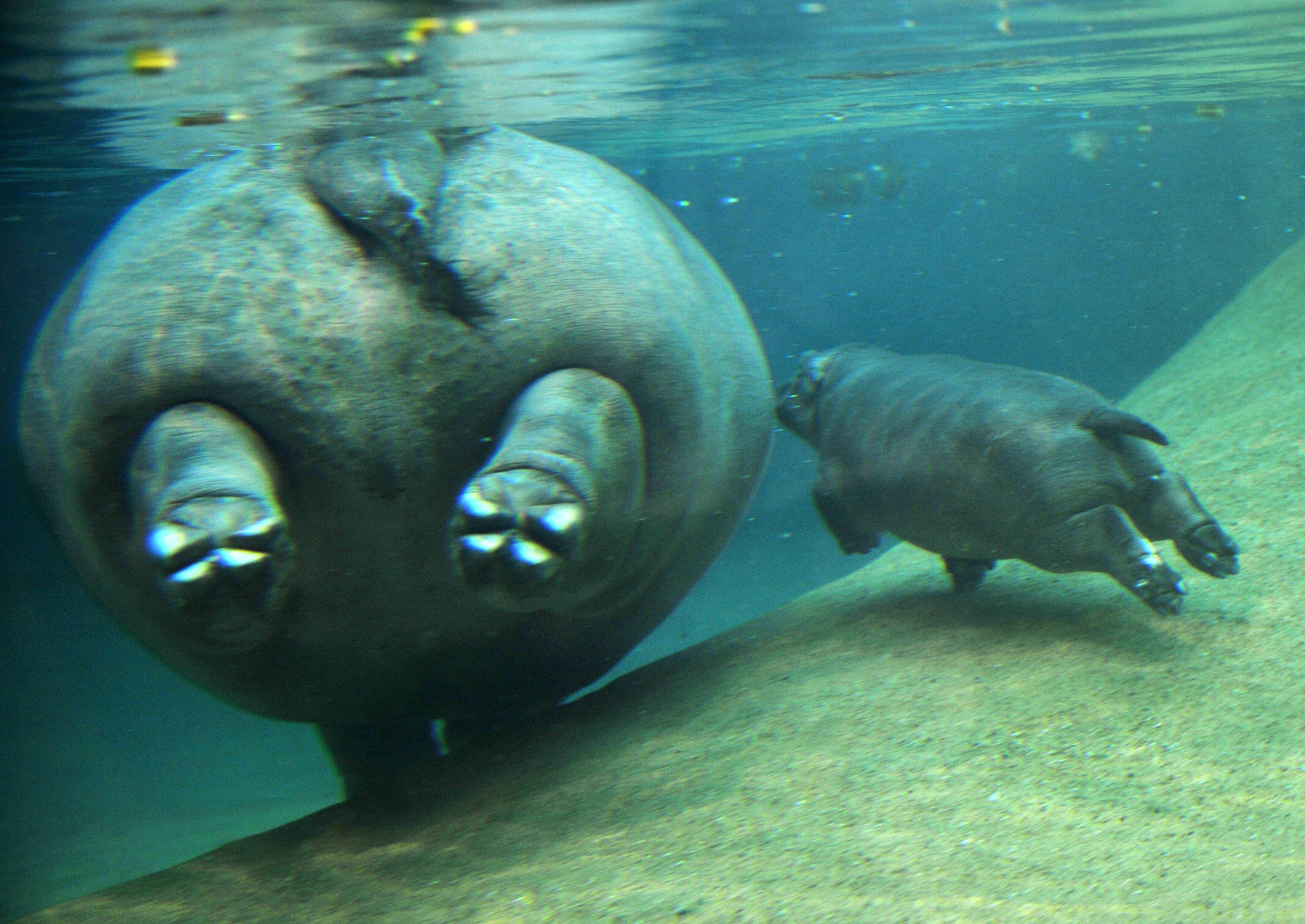 Hipopotamy pod wodą