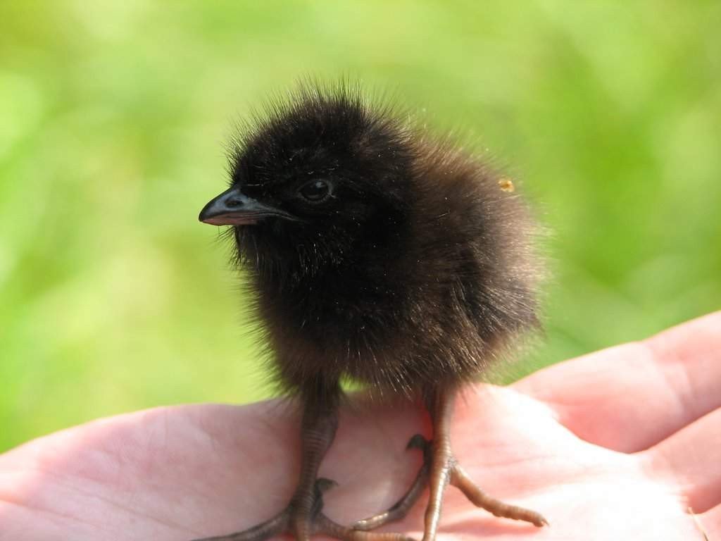 ʻO Chickweed Chick