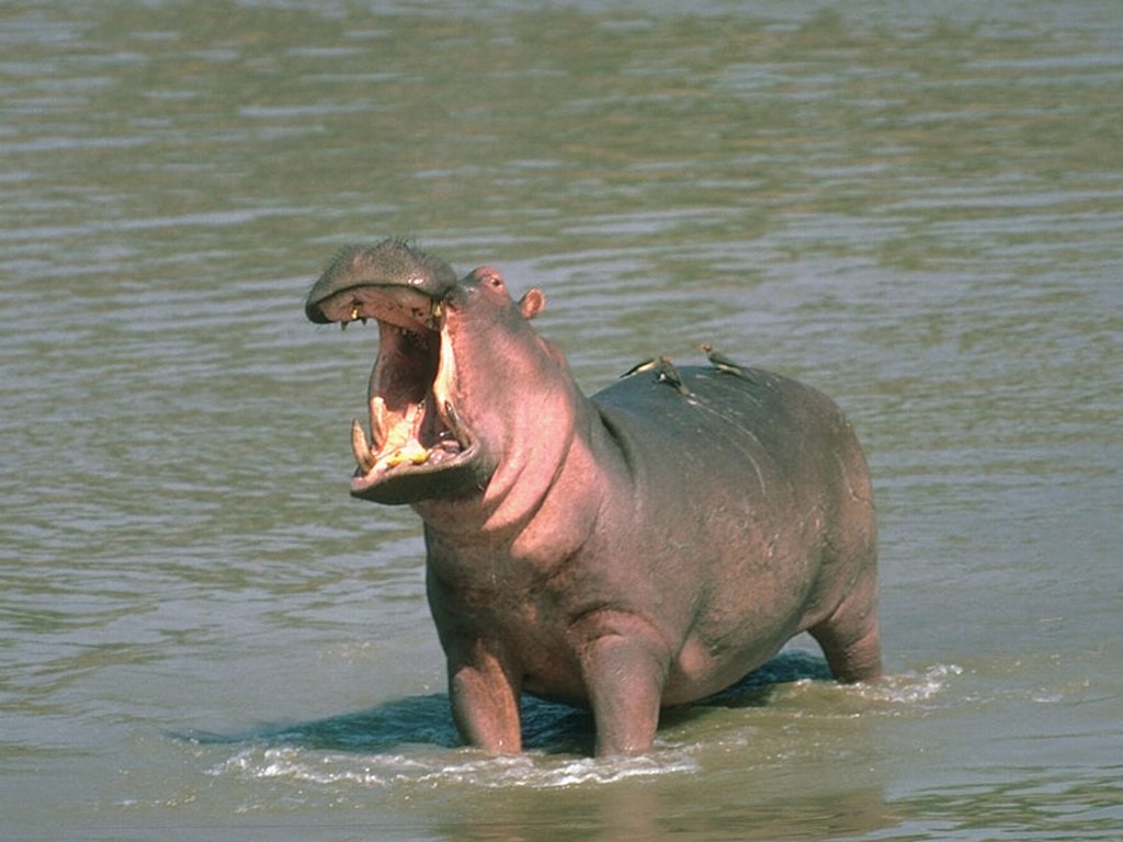 Foto hipopótamo