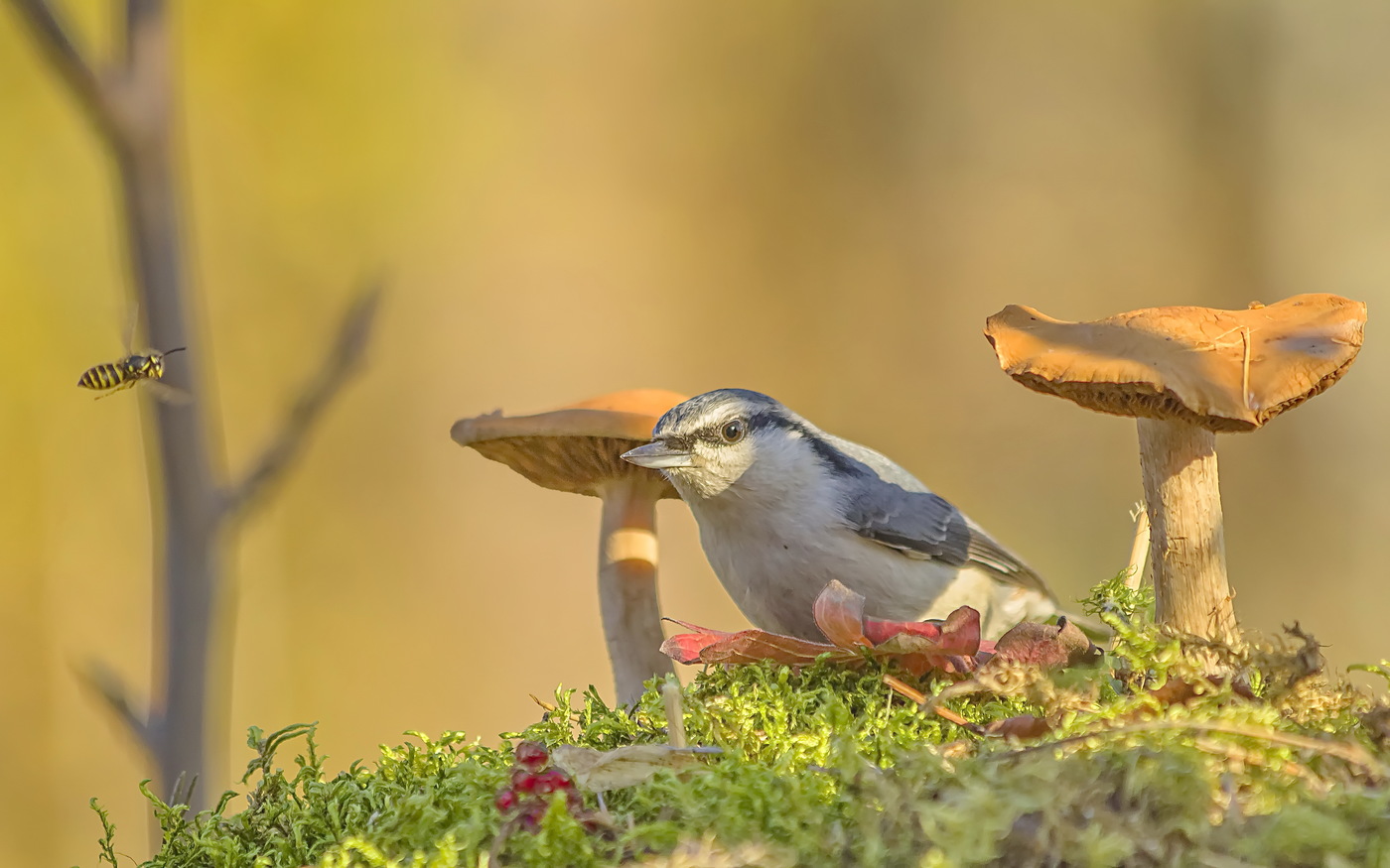 Nuthatch забележа оса