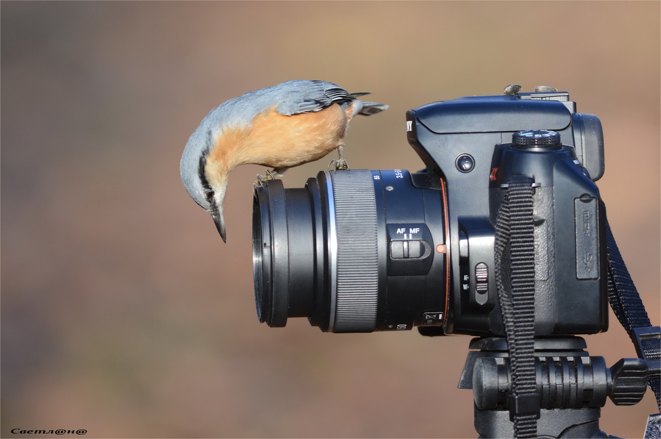 Nuthatch in camera