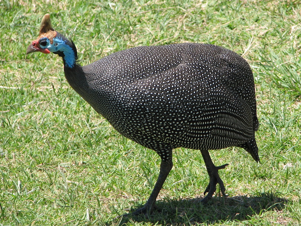 I-Guinea Fowl