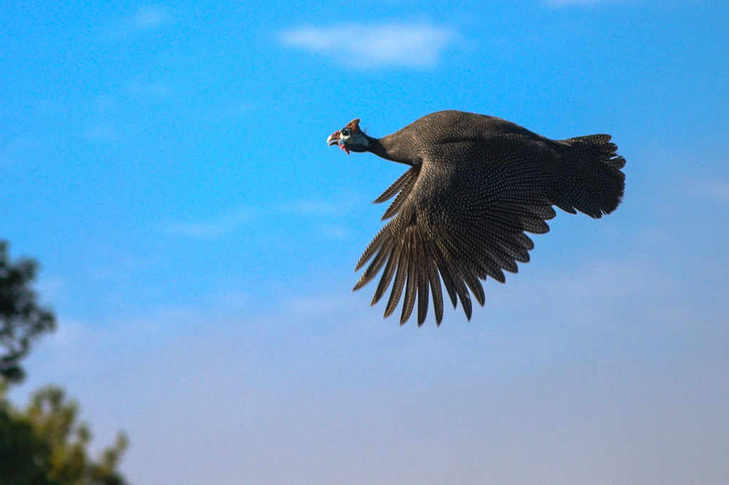 Wild guinea fowl in flight