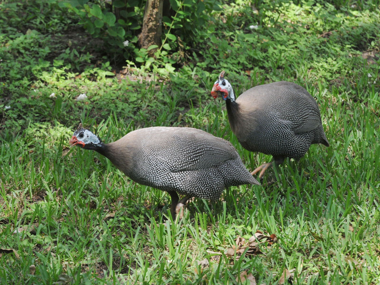 Guinea fowl am Naturraum