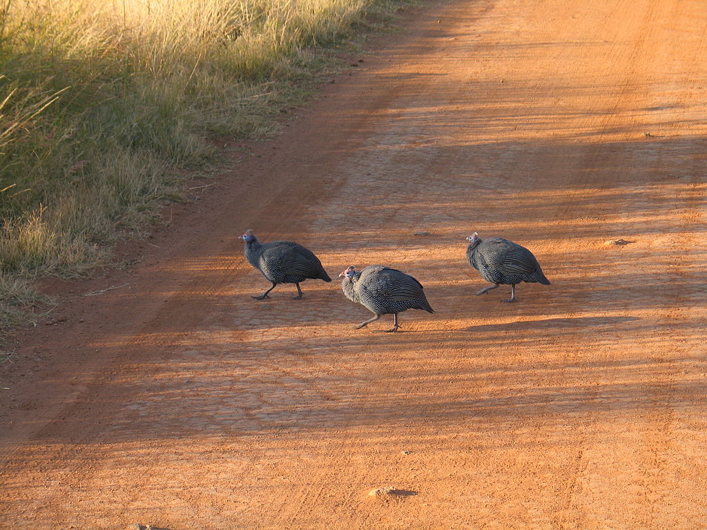 Guinea Fowl Wild në Afrikën e Jugut