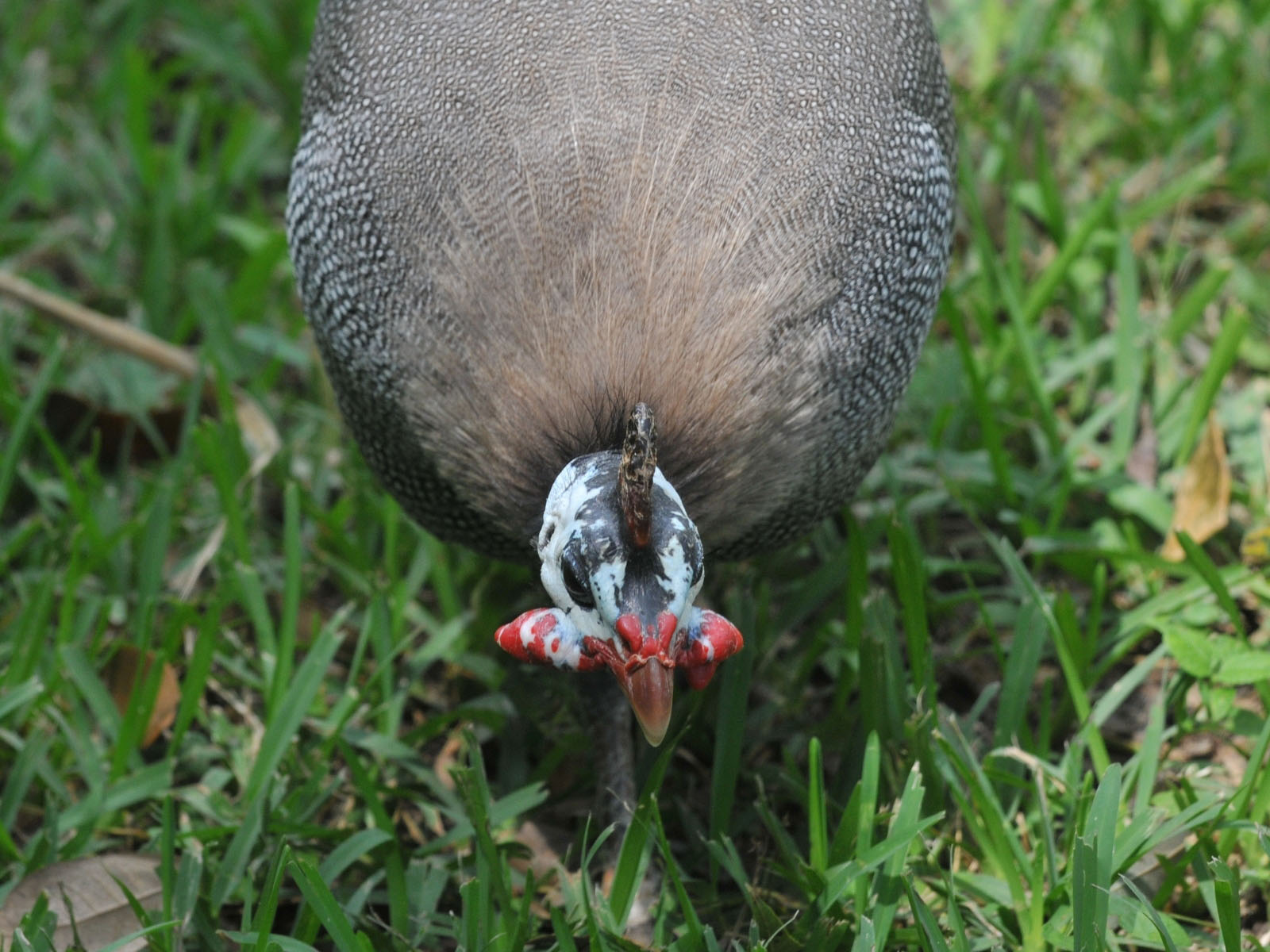 Foto guinea fowl: pandangan kepala menutup