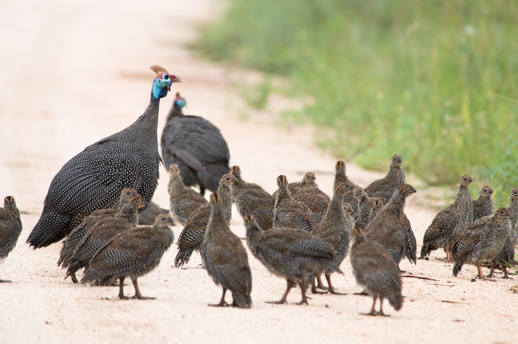 Guinea fowl with chicks
