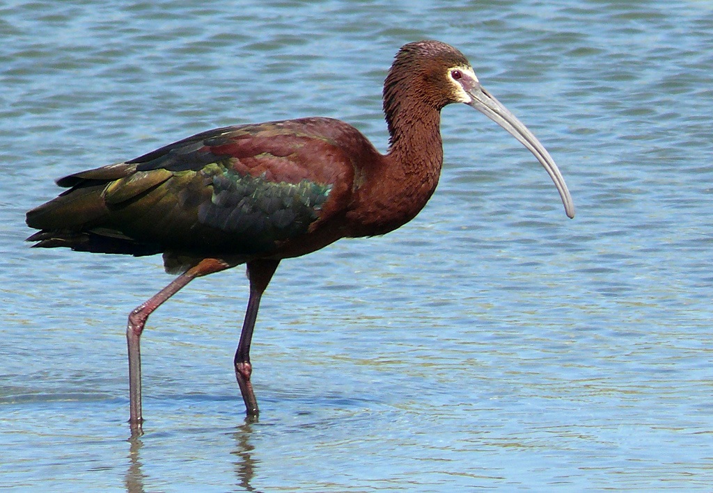 Zuri-aurre ibis