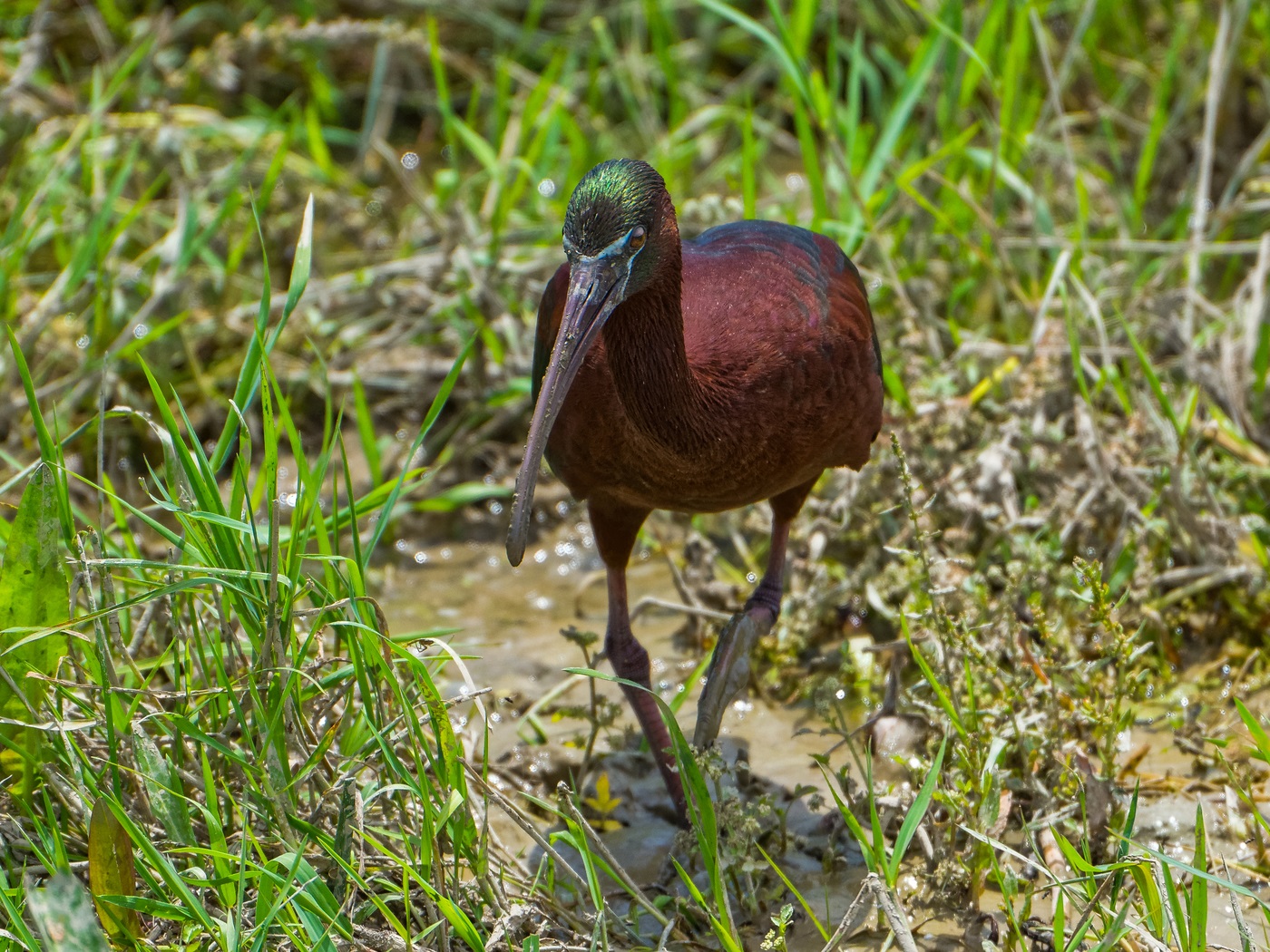 Ibis in palude