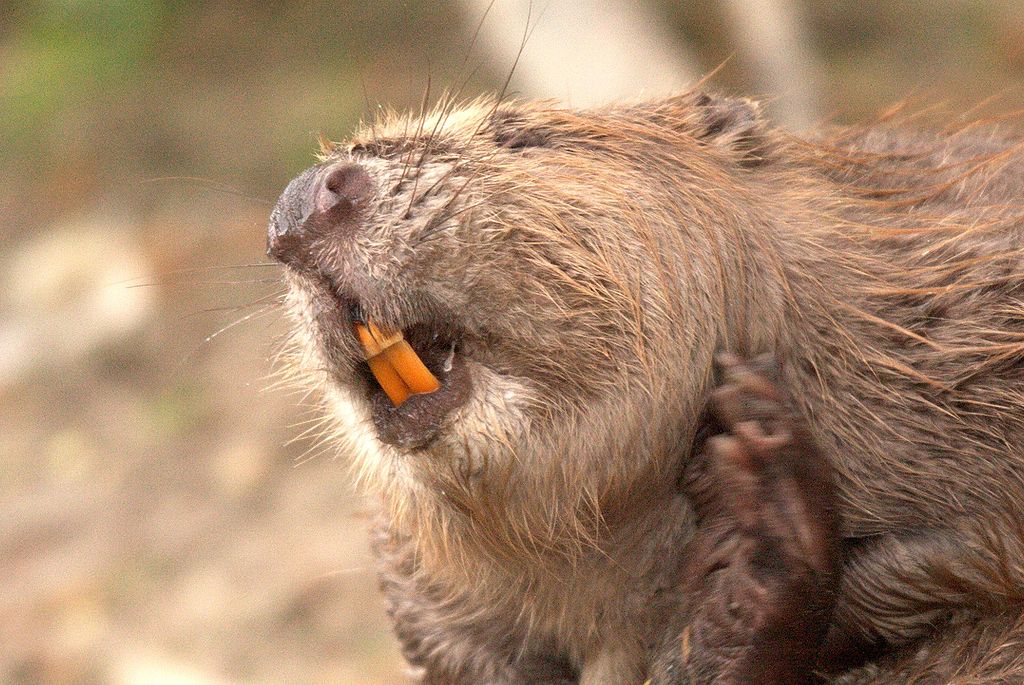 Beaver zuby
