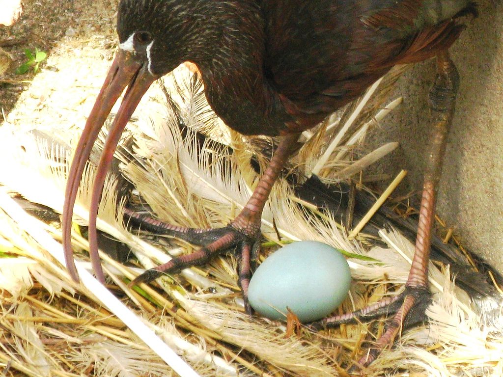 Een kom ei, foto genomen in de buurt van de stad Grodno