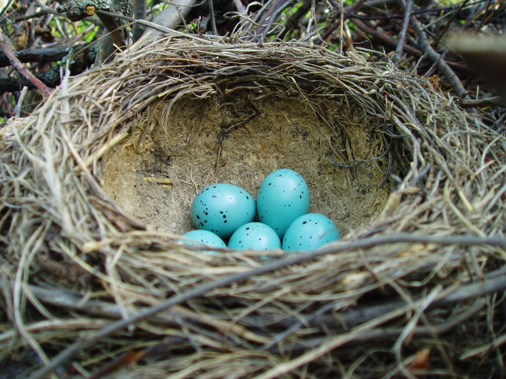 Nest of egg thrush eggs