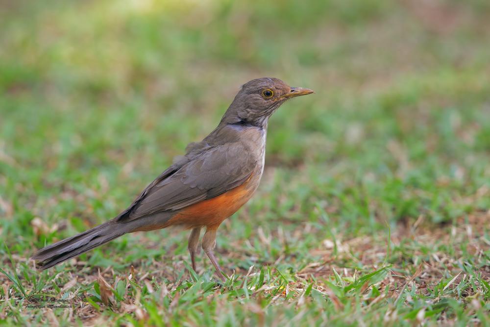 Sari burung redbird