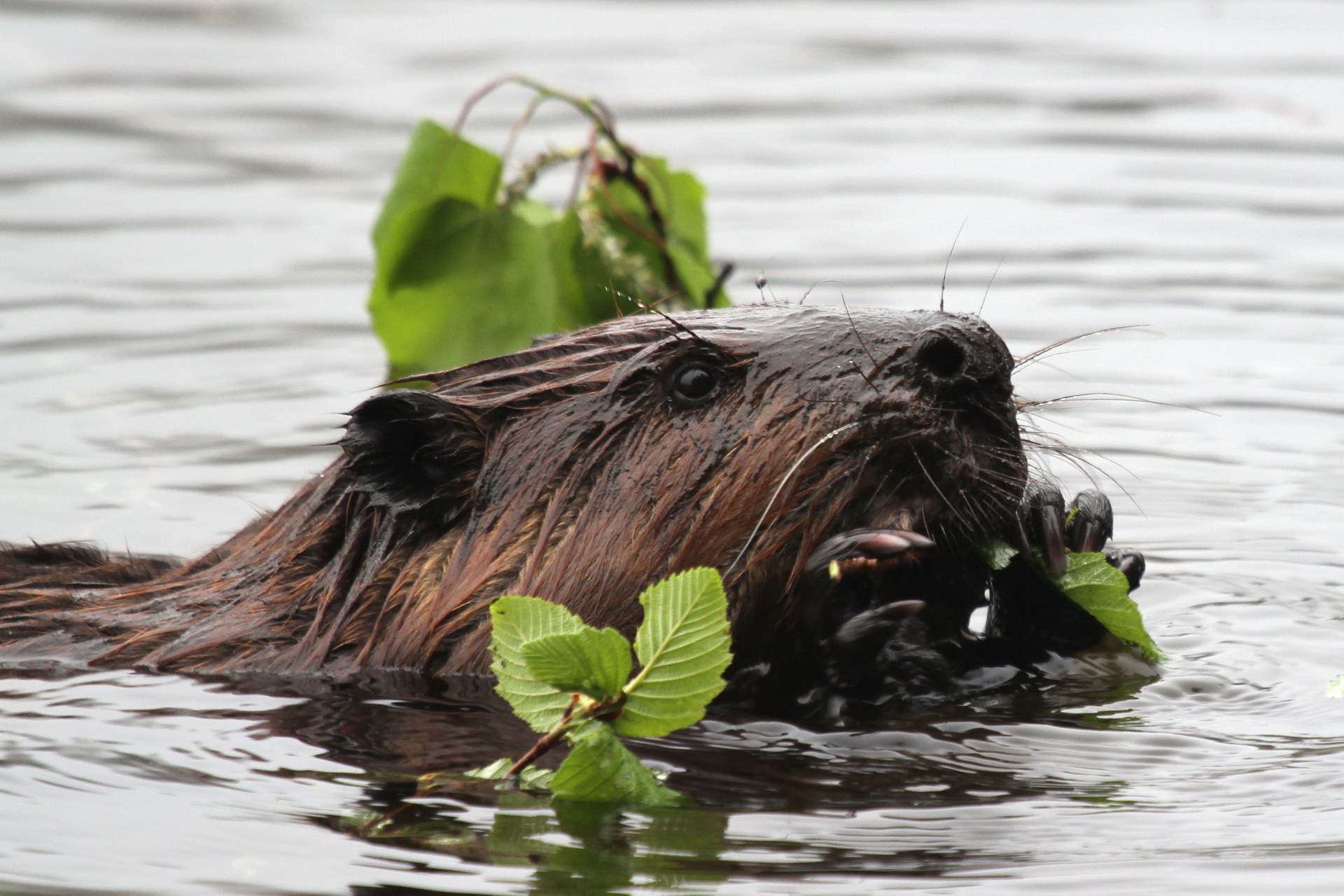 Beaver nageant