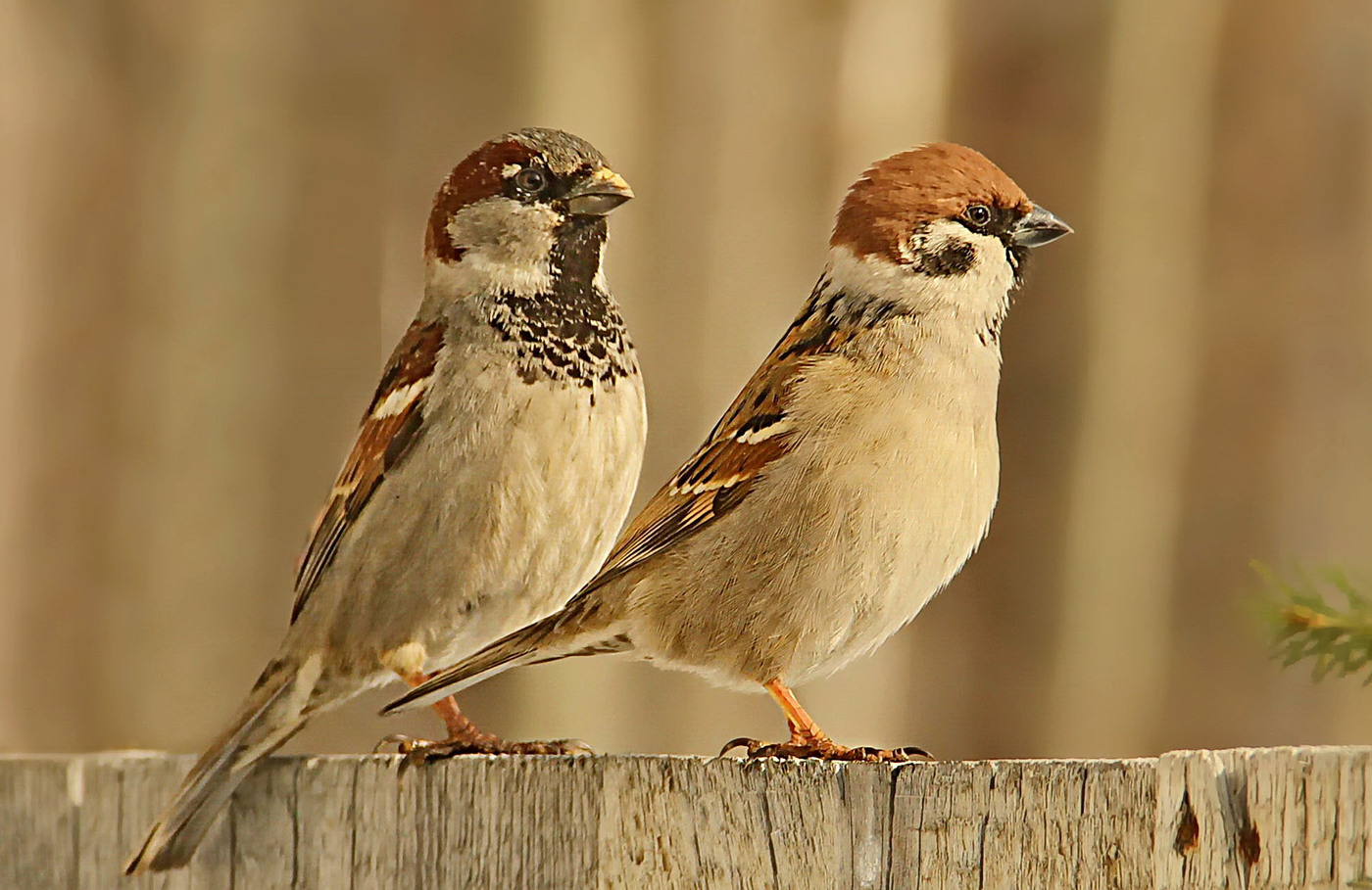 Sparrows tad-dar (xellug) u tal-għalqa (lemin)