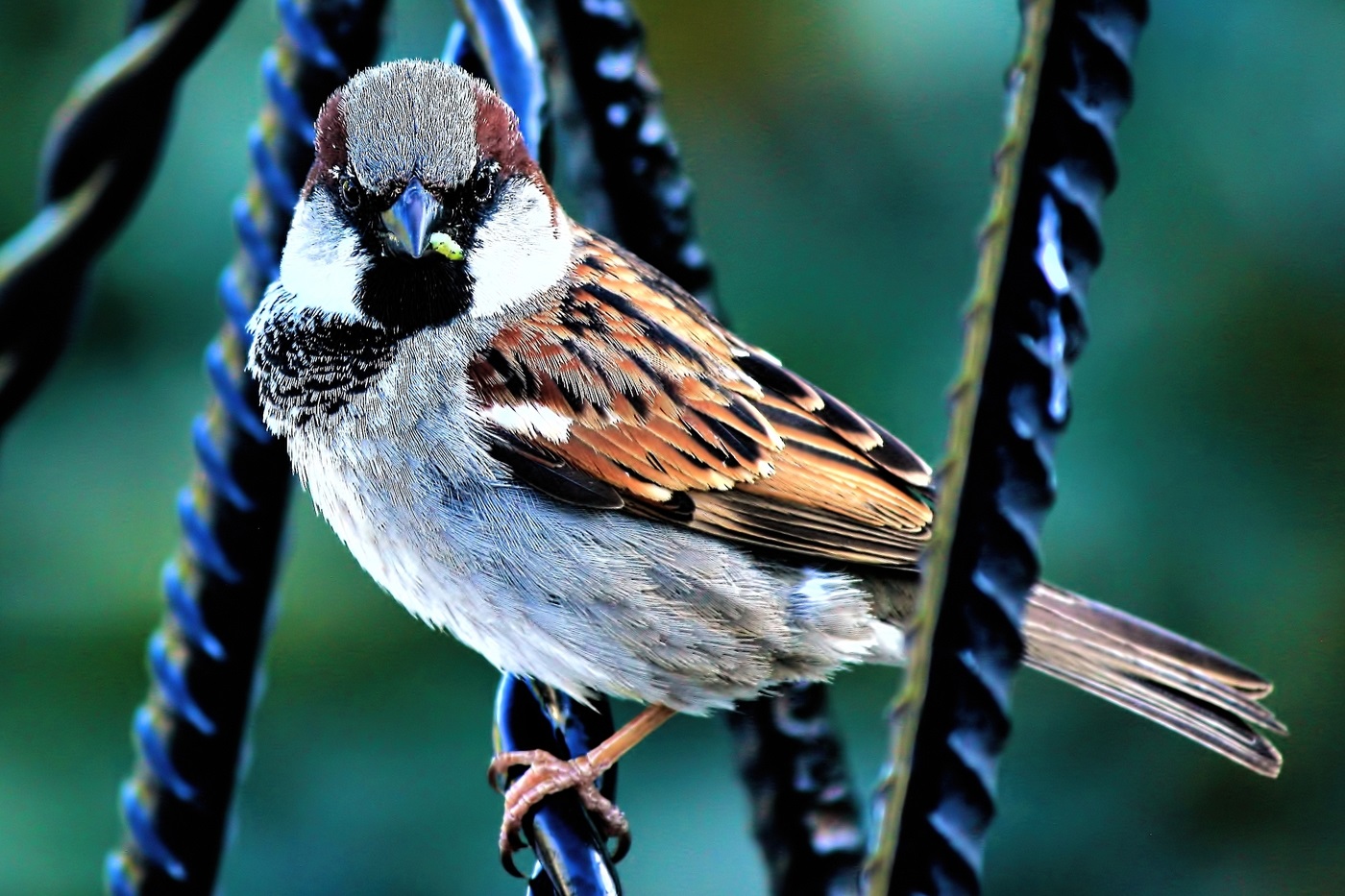 Dom Sparrow