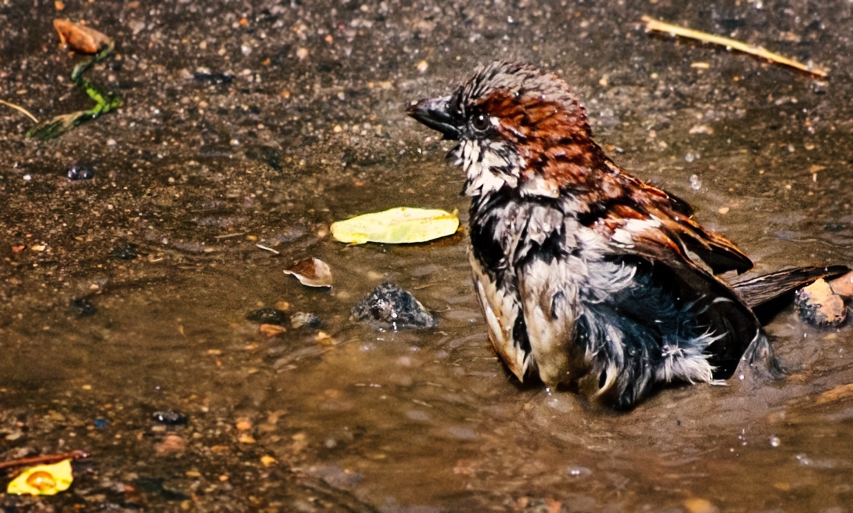 House Sparrow bathes