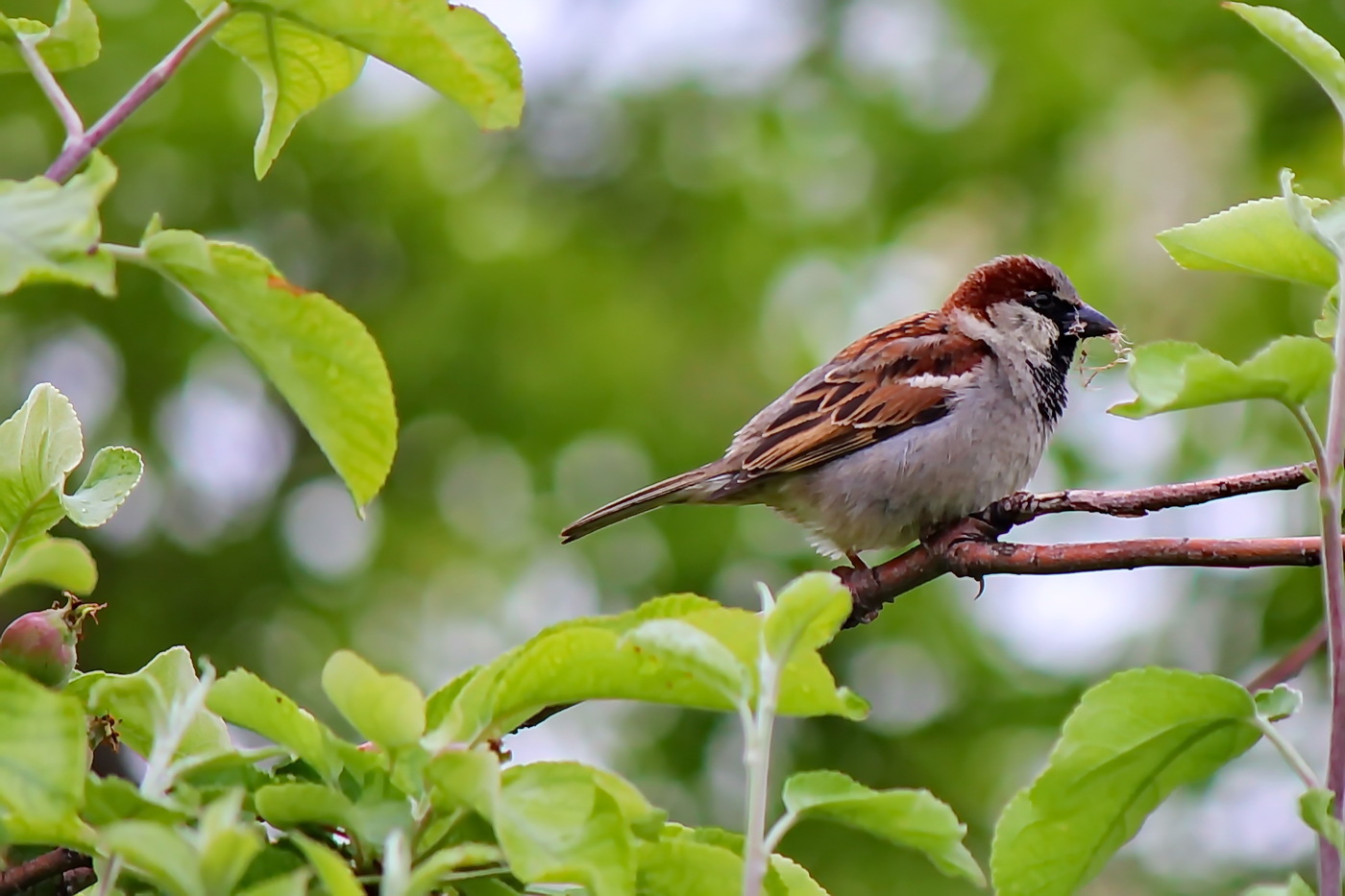 Casa Sparrow recueghja i materii per a custruzzione di u nidu