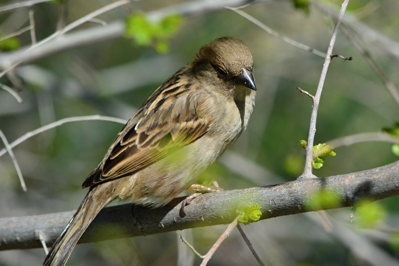 Sparrow femminili