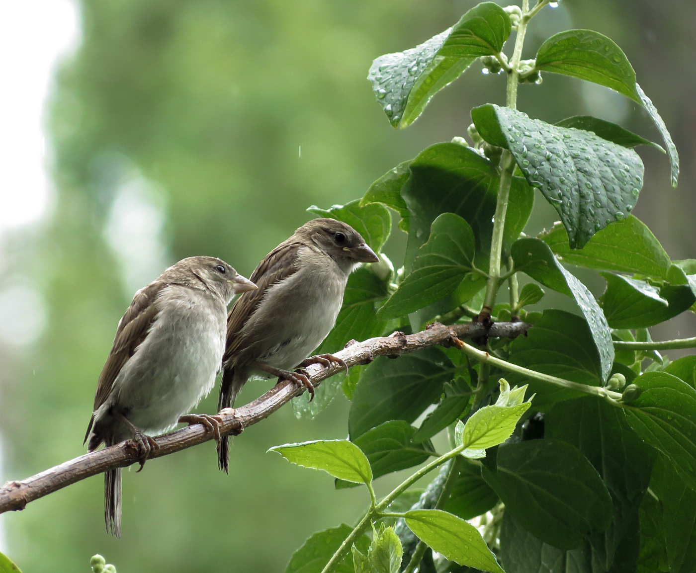 Sparrow Females