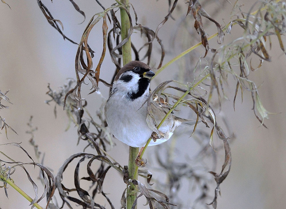 Sparrow på en gren