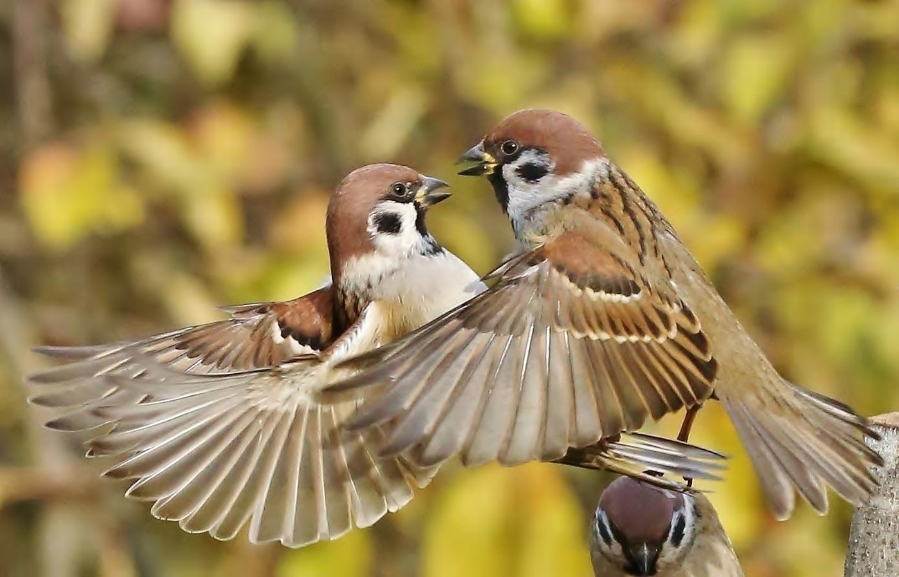 Field sparrows