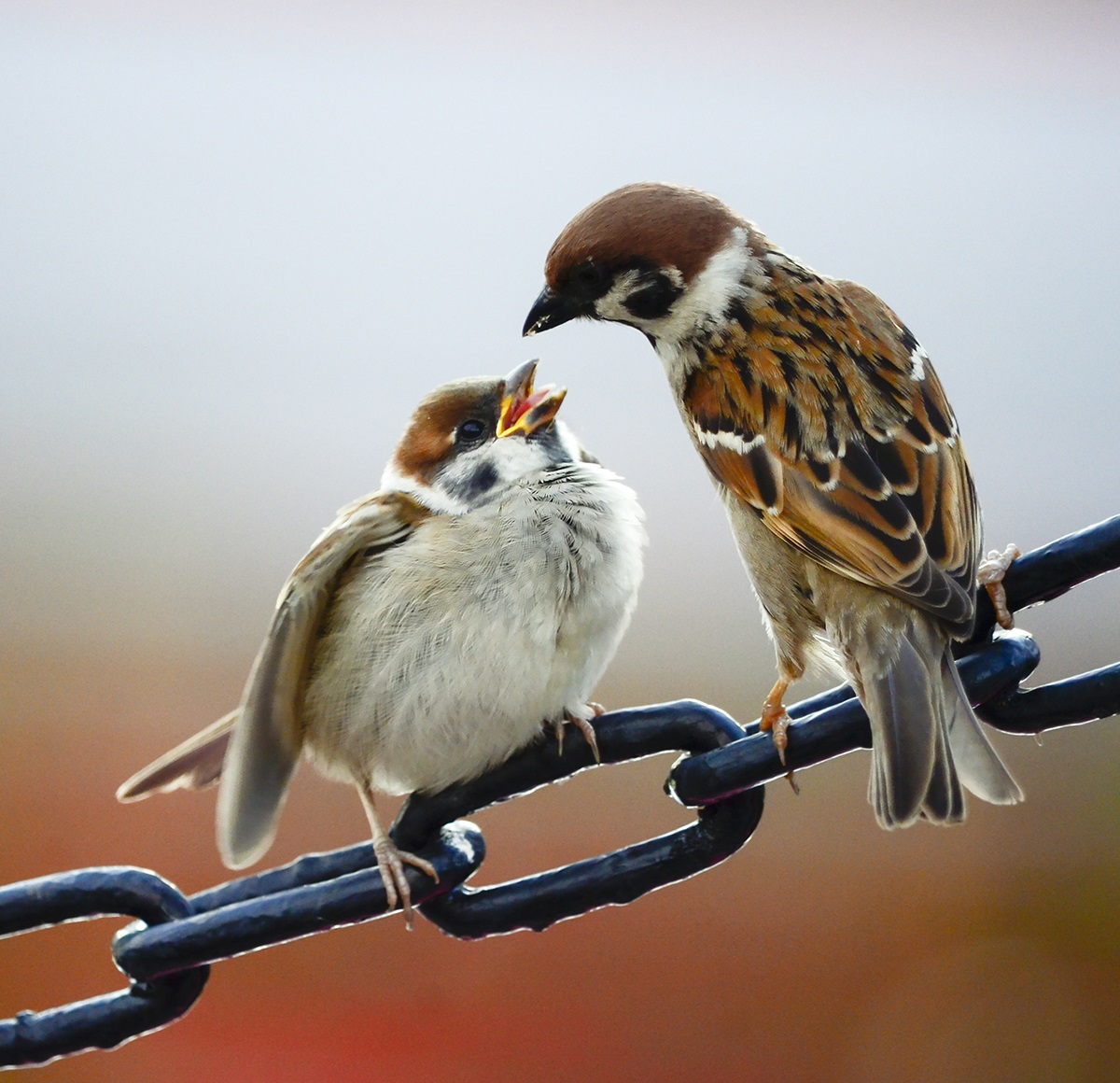 Felt Sparrow feeds chick