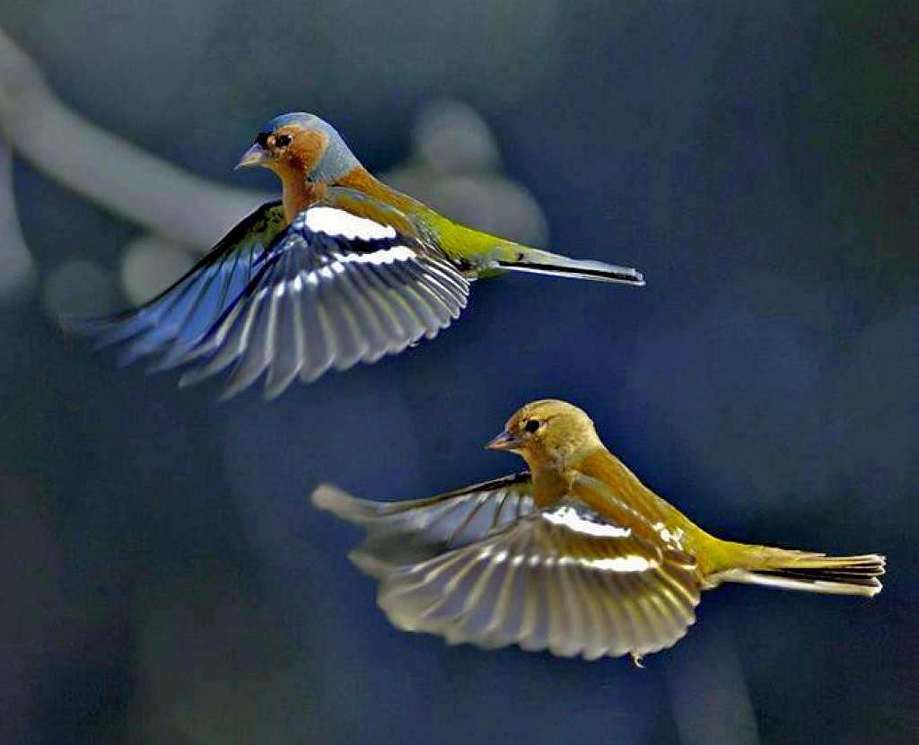 A pair of finches in flight