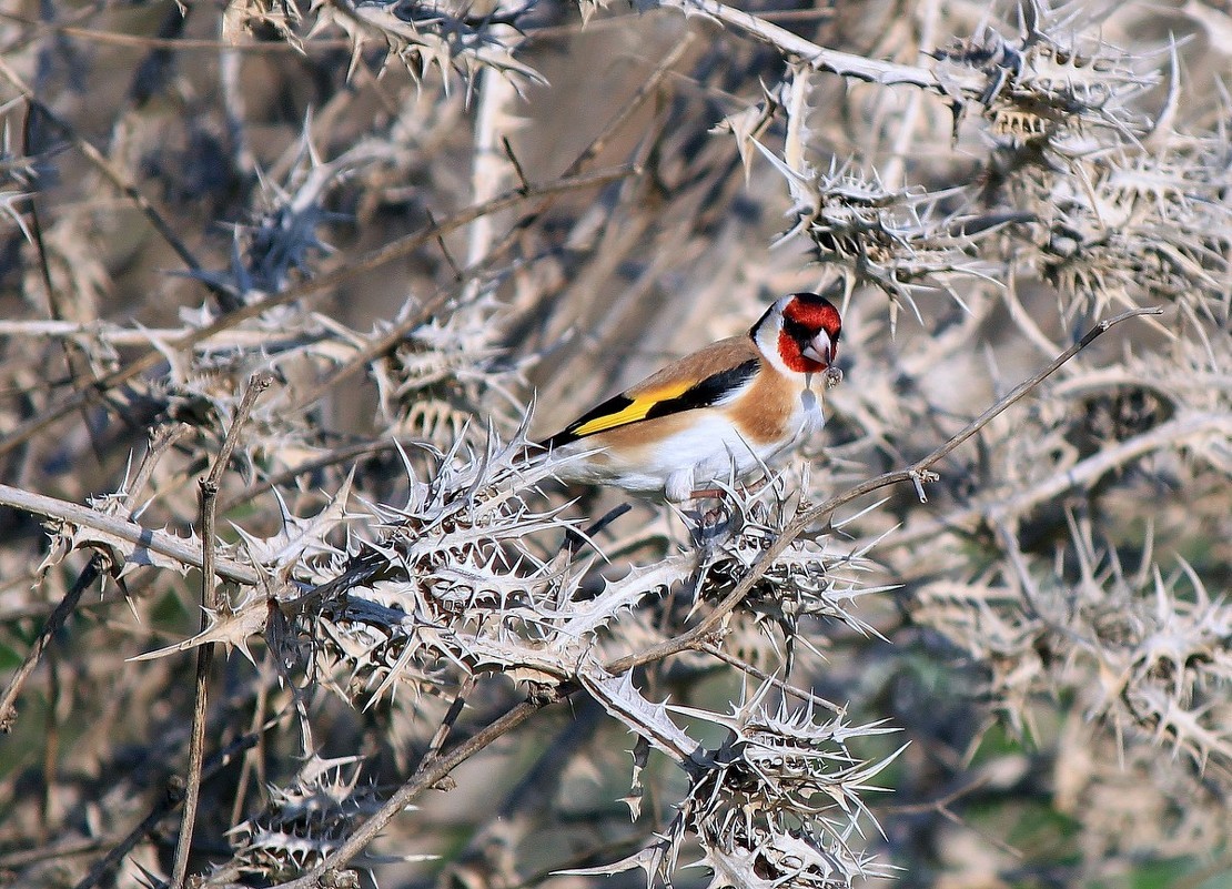 Goldfinch en un arbust espinós