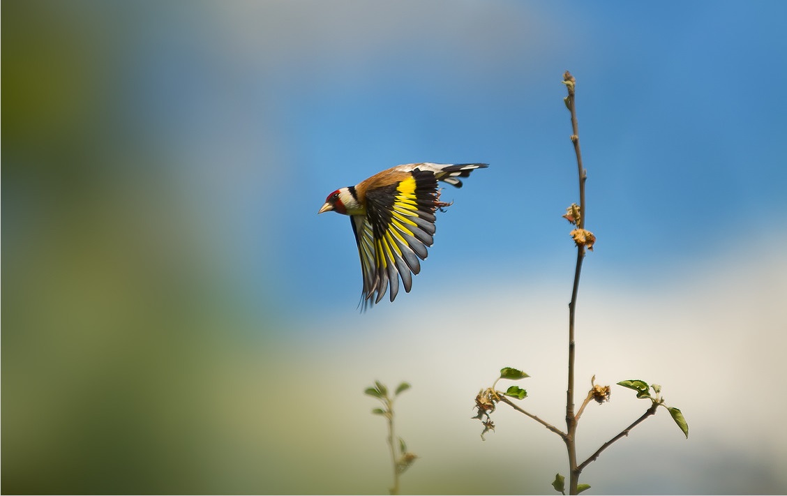 Gullfinch i fly