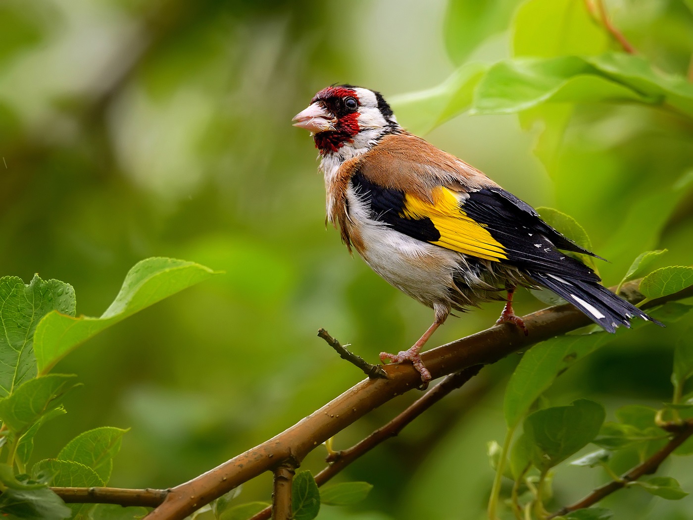 Goldfinch- ը