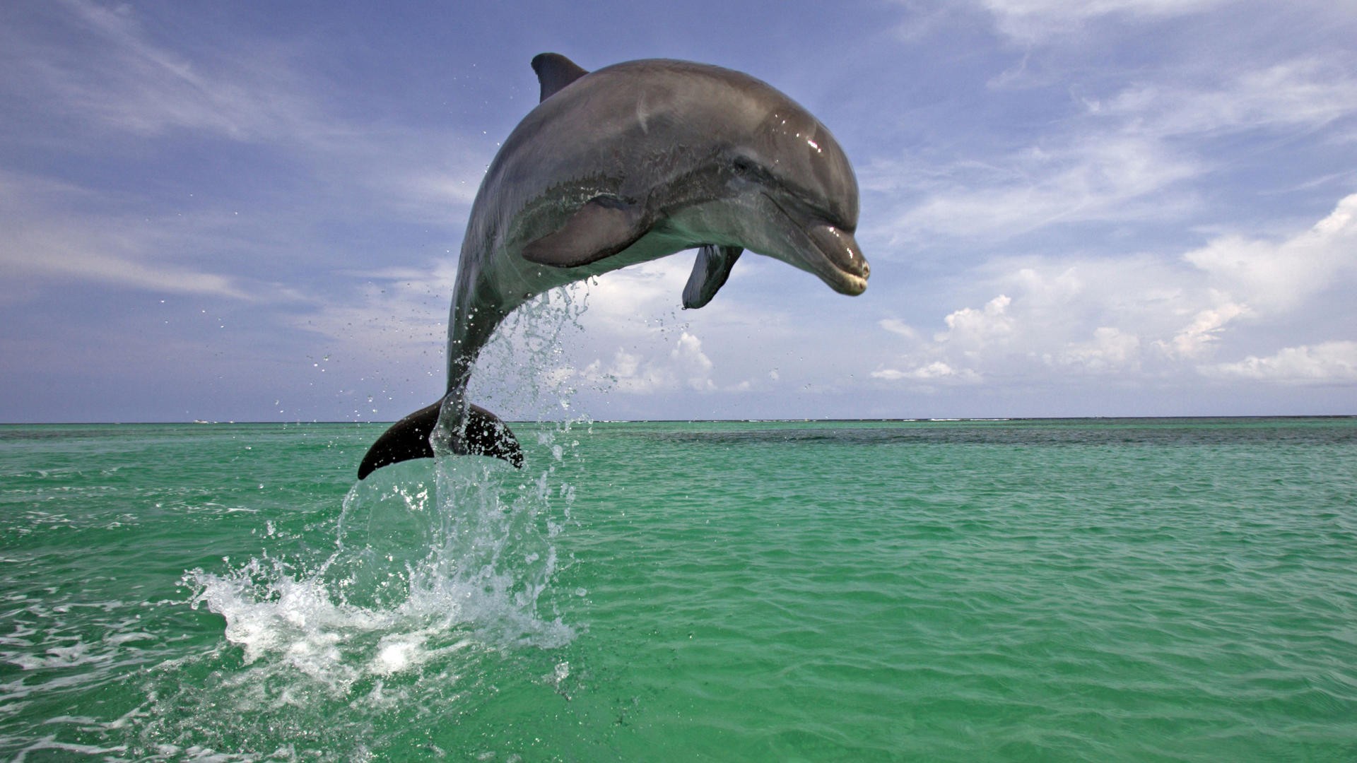 Iru ẹja dolphin