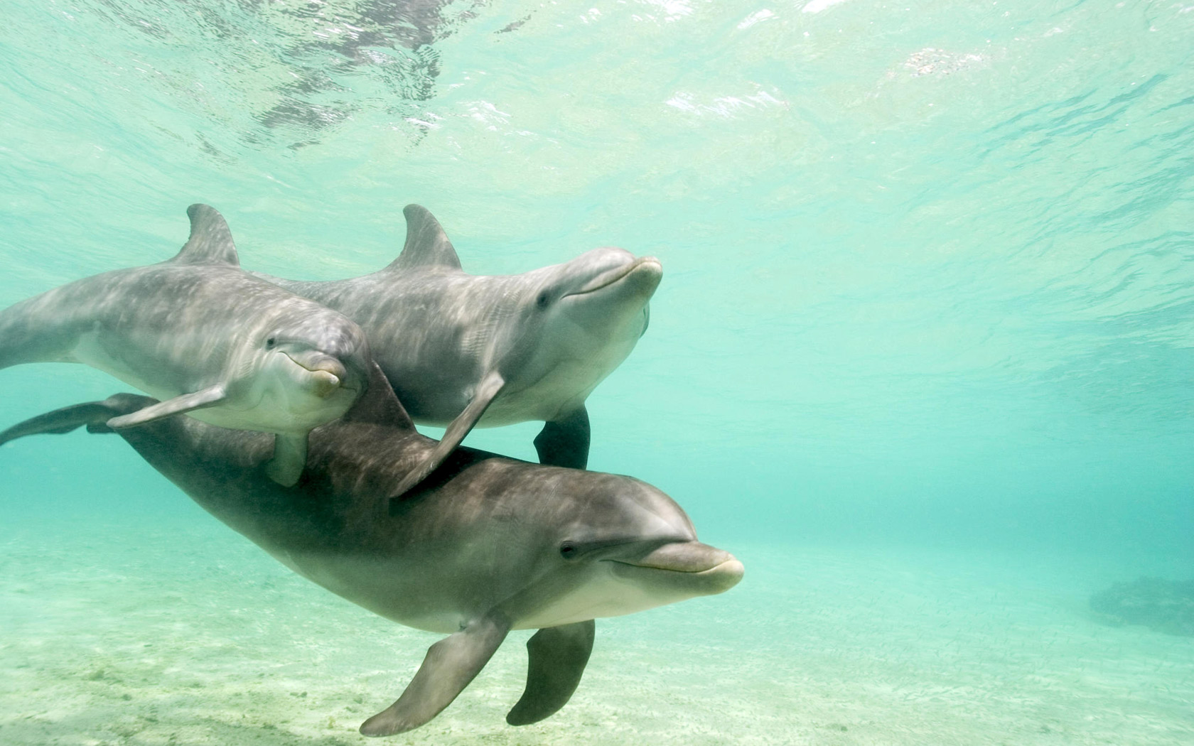 Foto dei delfini