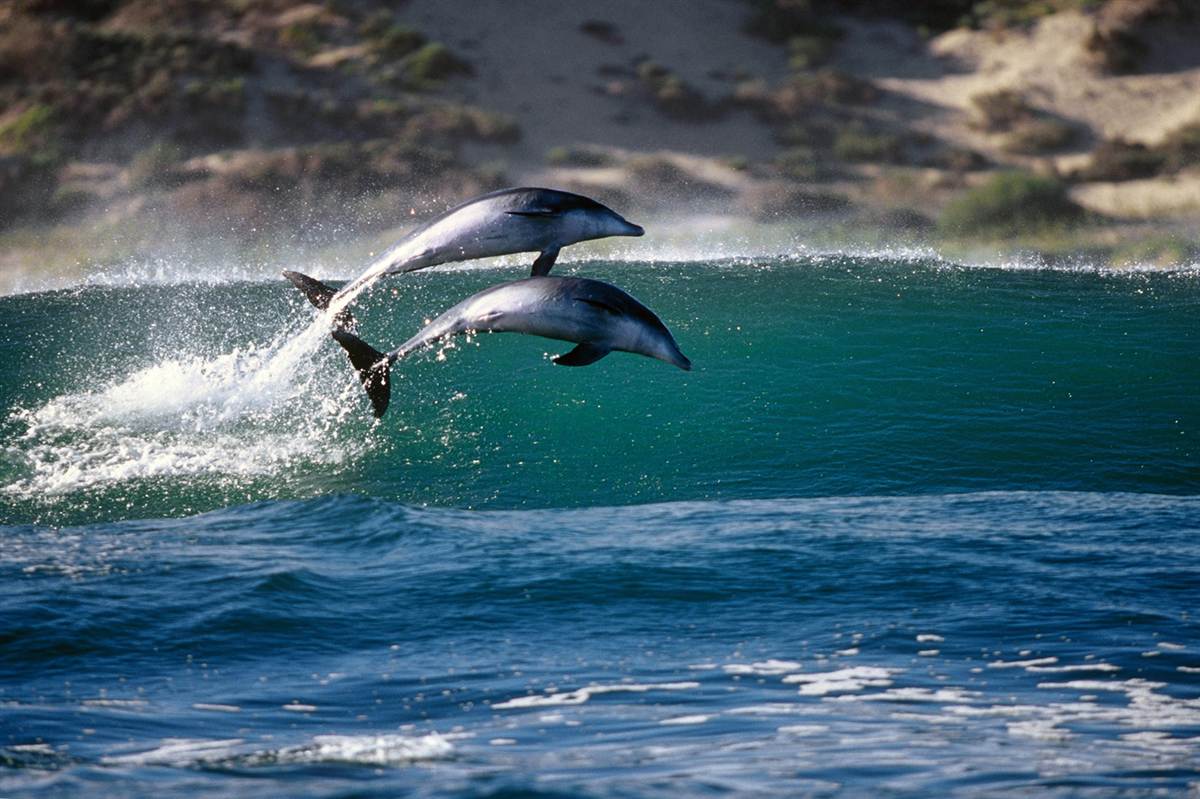 Delfini u skoku
