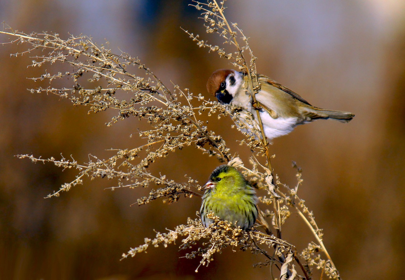 Field sparrow and siskin on feeding
