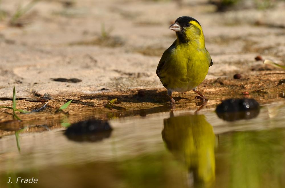 Siskin on a watering place