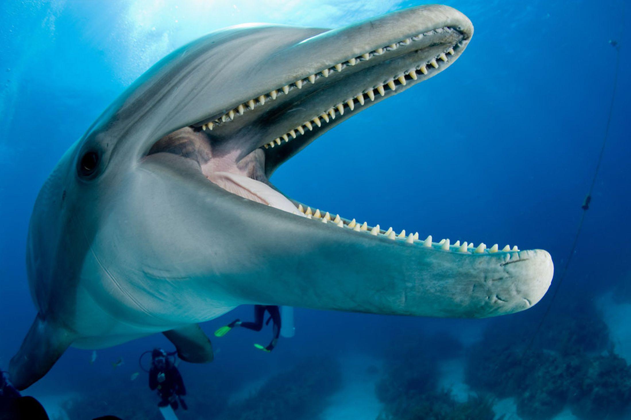 Το στόμα του δελφινιού