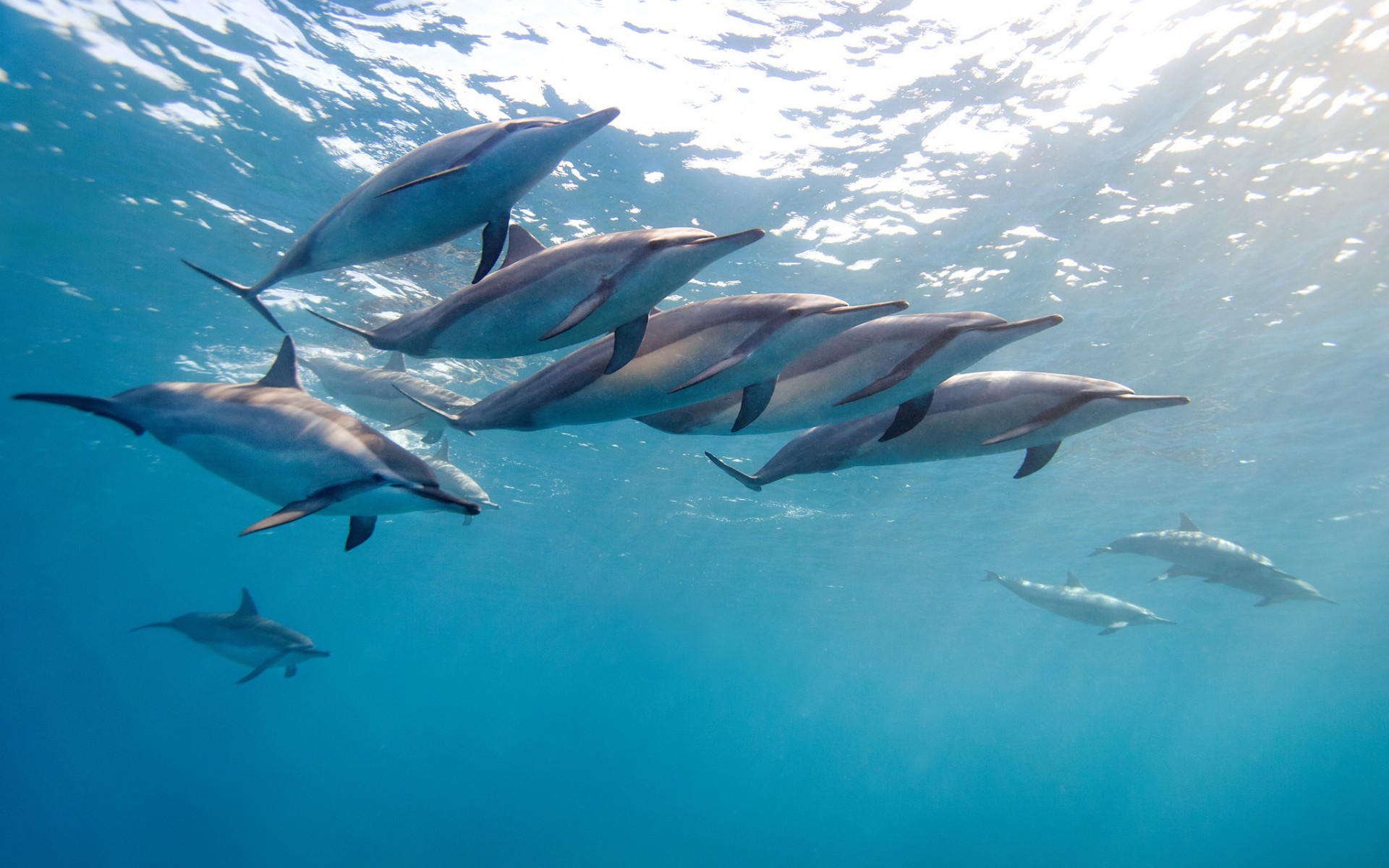 Стадо делфини