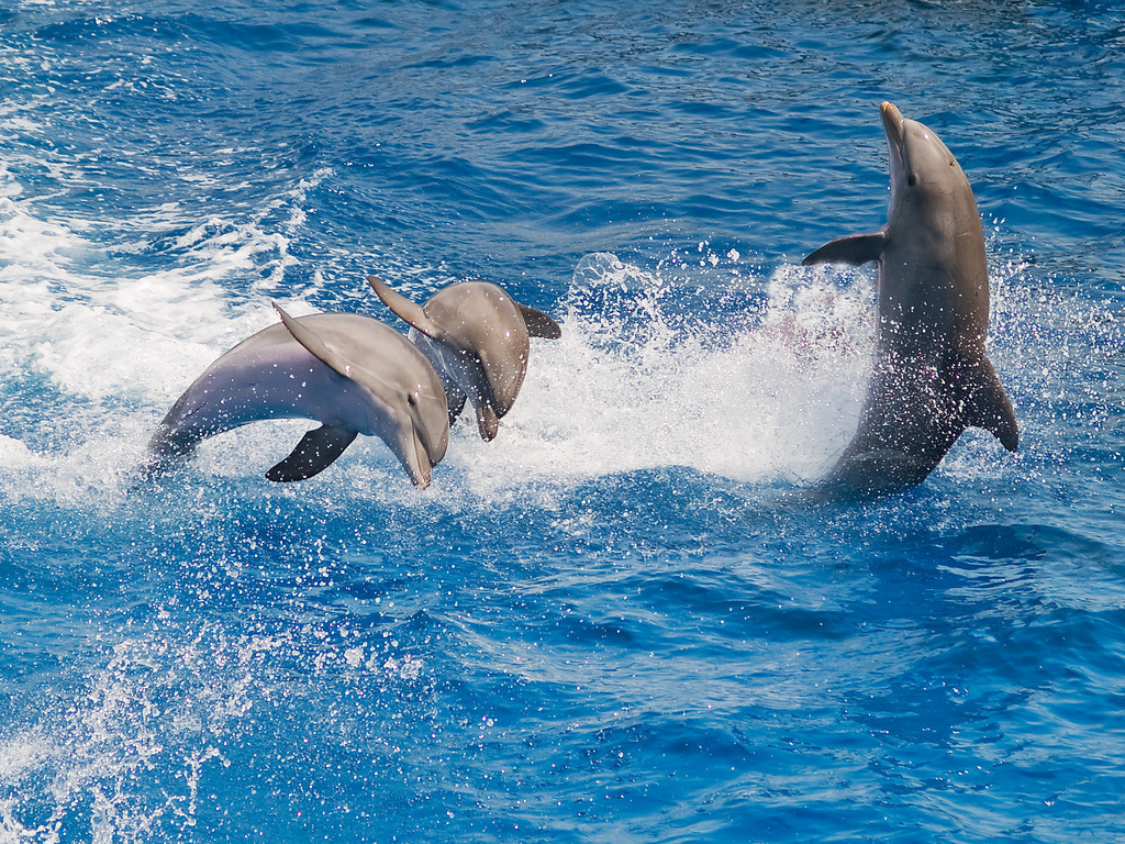 Fénykép a delfinekről