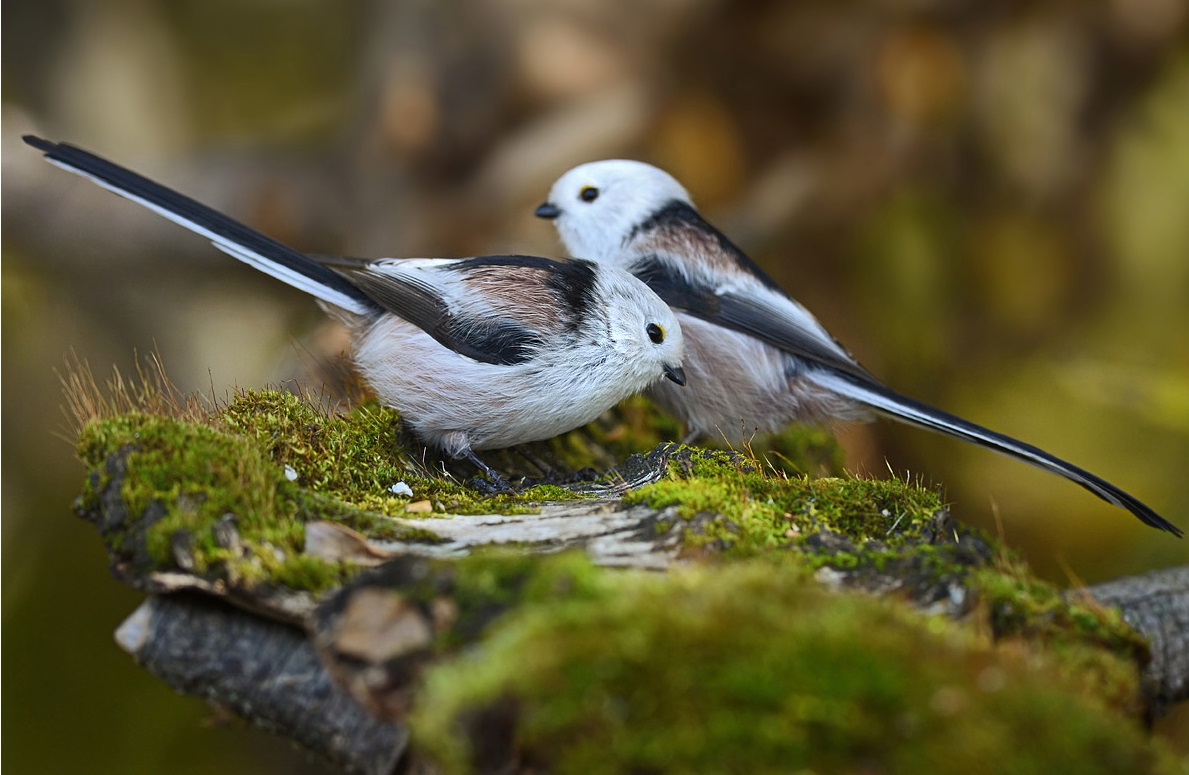 Sepasang payudara berekor panjang, nama lain untuk burung adalah berhenti