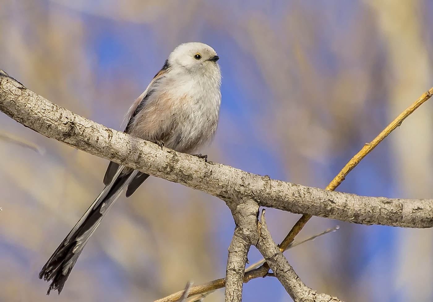 Long-tailed tit or rifle sits on a tree branch