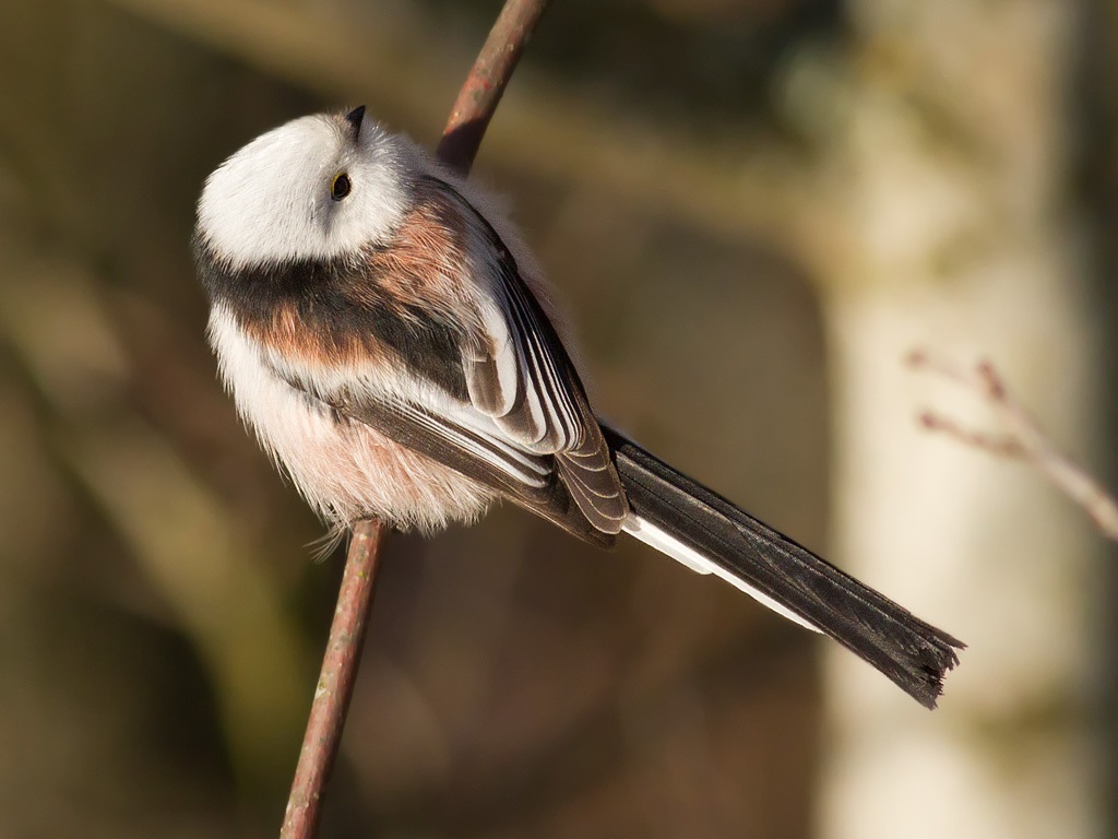 Long-tailed tit or opolovnik: type of fluff bird from above