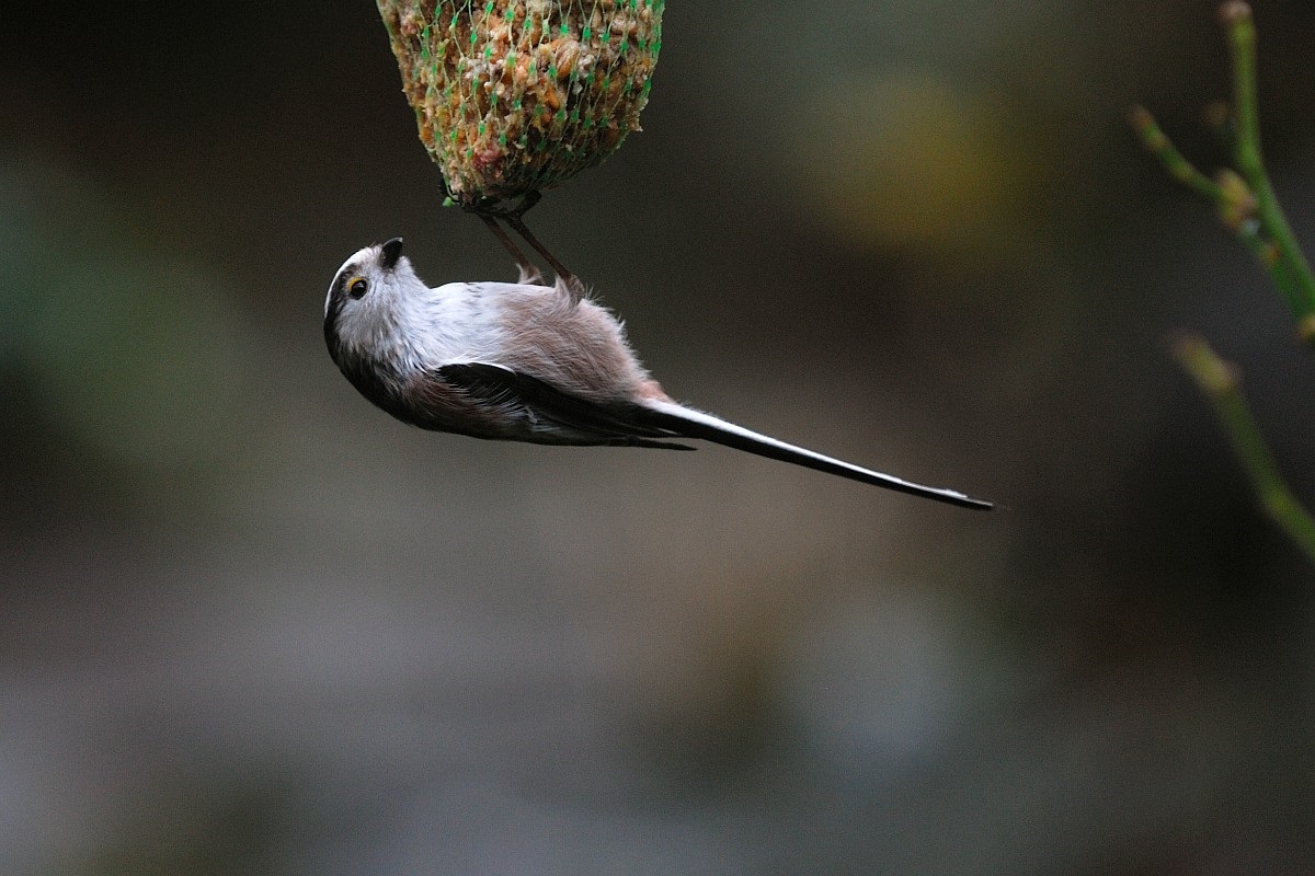 Long-tailed tit feeds on a feeder in the form of a net with food