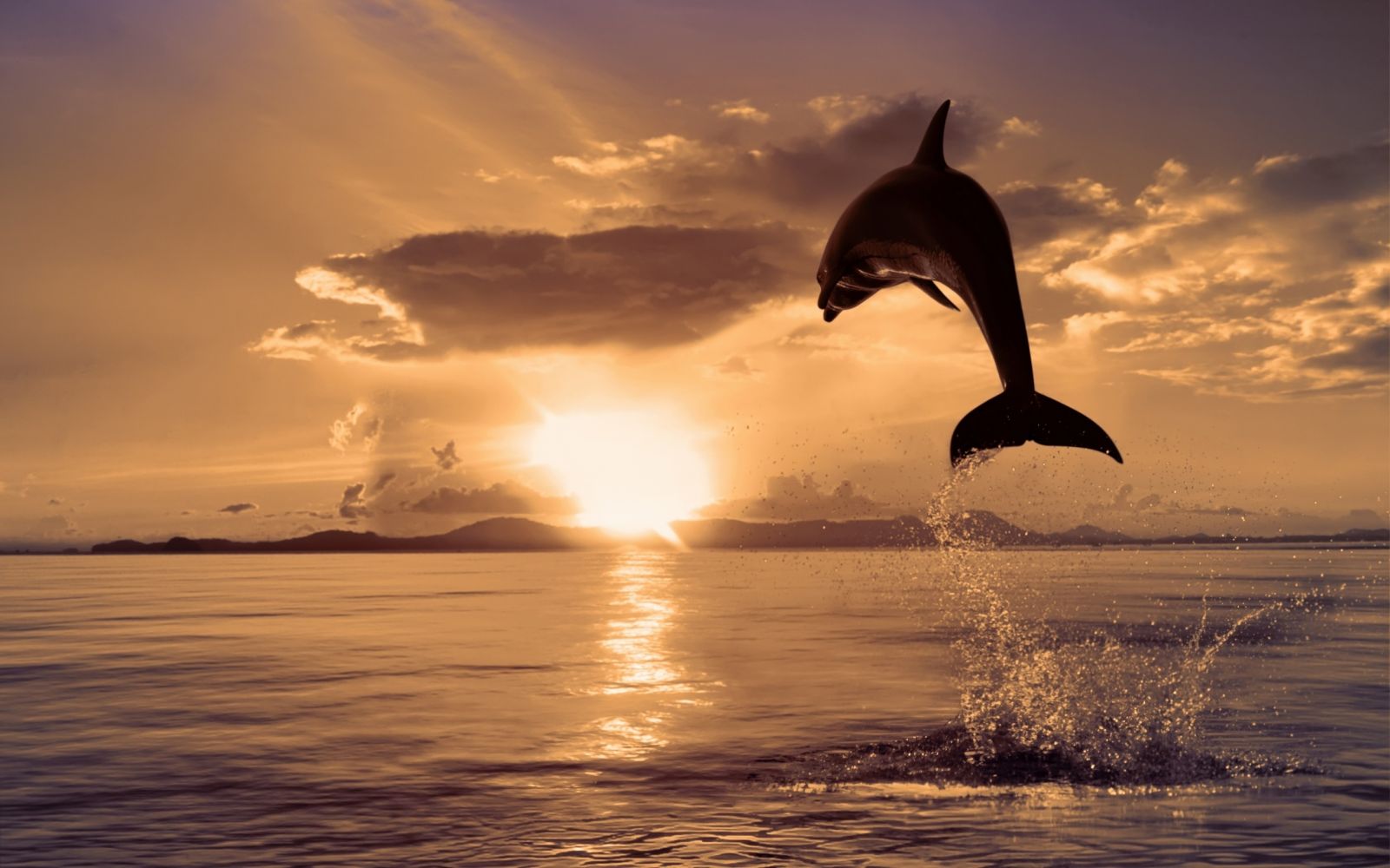 Gün batımında delfin
