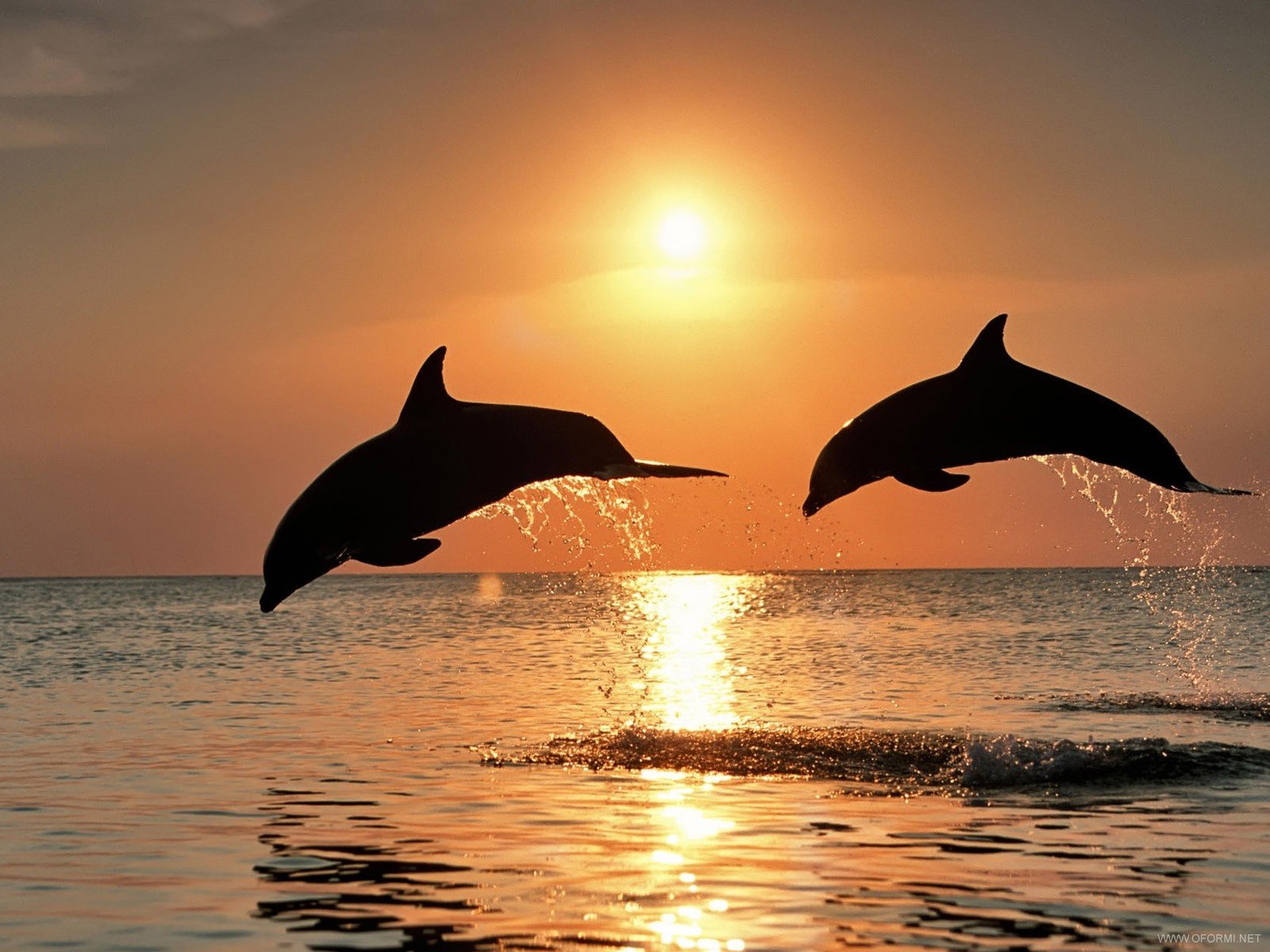 Делфински напад врз стадо сардини